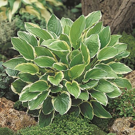 Hosta 'So sweet' (Funkia 'So sweet')