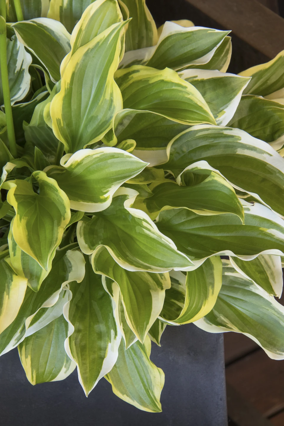 Hosta 'So sweet' (Funkia 'So sweet')