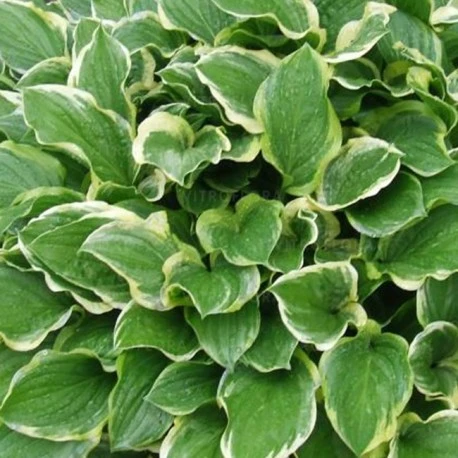 Hosta 'So sweet' (Funkia 'So sweet')
