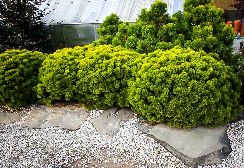Pinus mugo 'Carstens' (Sosna górska 'Carstens')