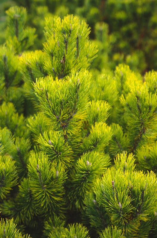 Pinus mugo 'Carstens' (Sosna górska 'Carstens')