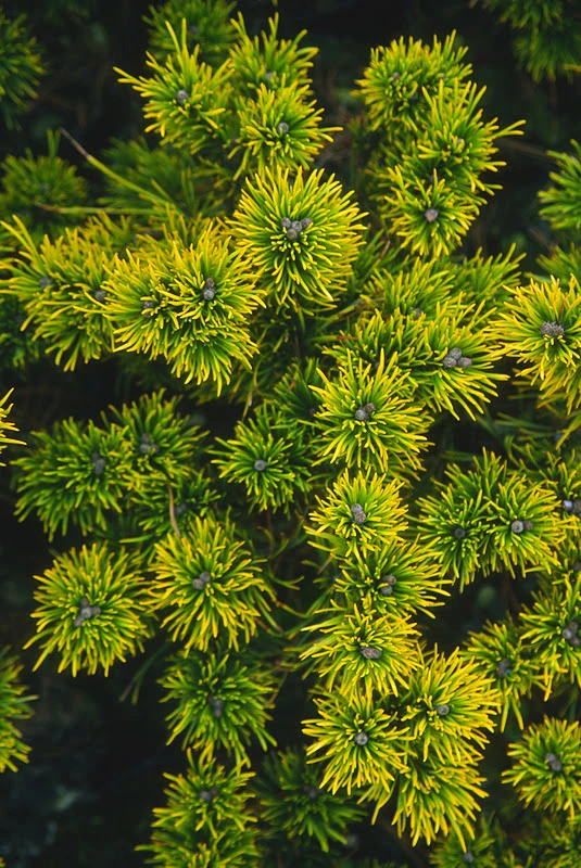 Pinus mugo 'Carstens' (Sosna górska 'Carstens')