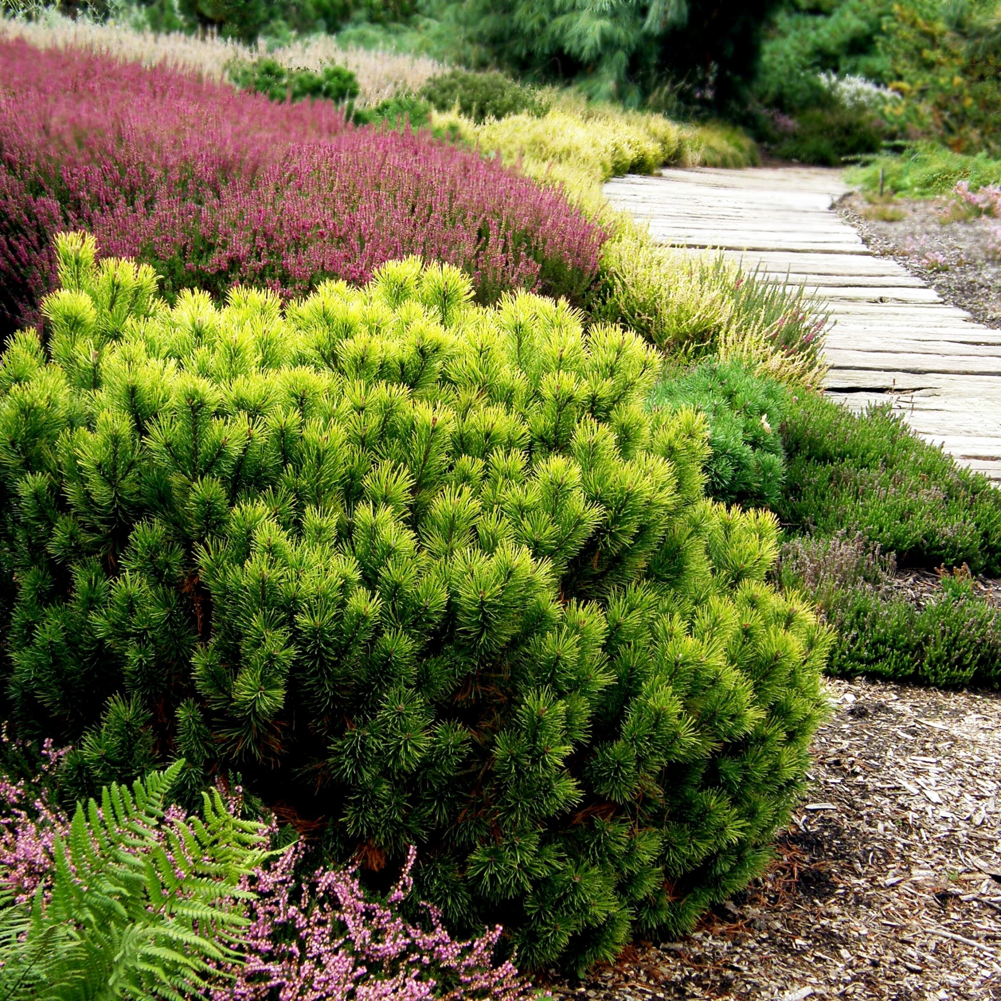 Pinus mugo 'Carstens' (Sosna górska 'Carstens')