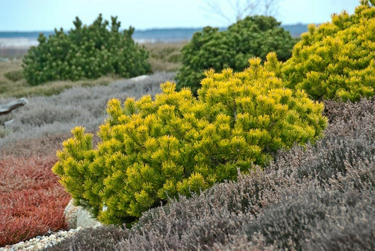 Pinus mugo 'Carstens' (Sosna górska 'Carstens')