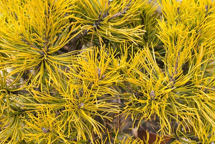 Pinus mugo 'Carstens' (Sosna górska 'Carstens')