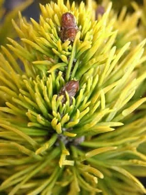 Pinus mugo 'Carstens' (Sosna górska 'Carstens')