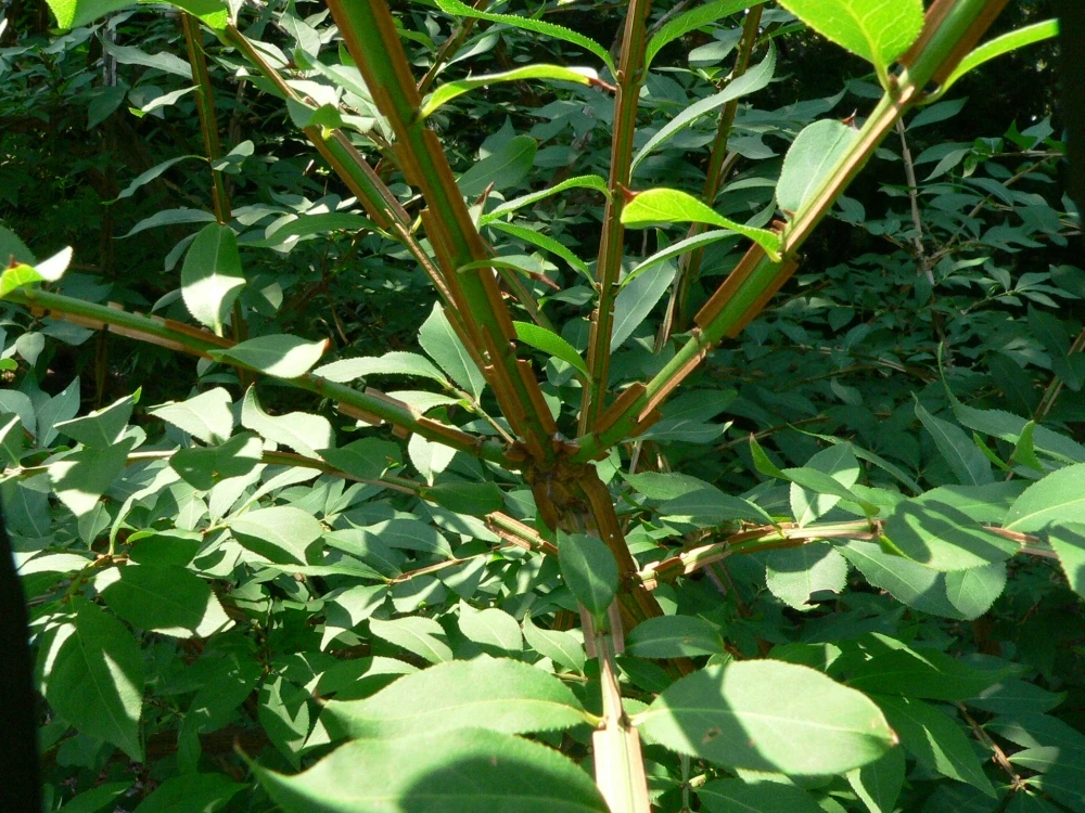 Euonymus alatus (Trzmielina oskrzydlona)
