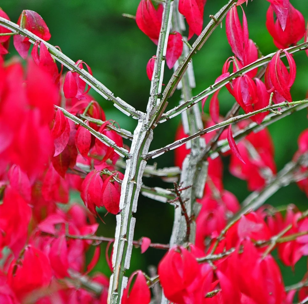 Euonymus alatus (Trzmielina oskrzydlona)