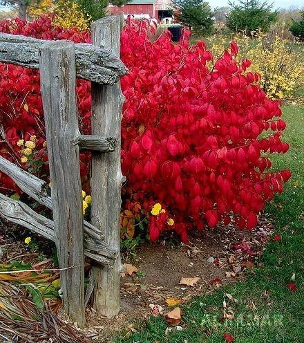 Euonymus alatus (Trzmielina oskrzydlona)