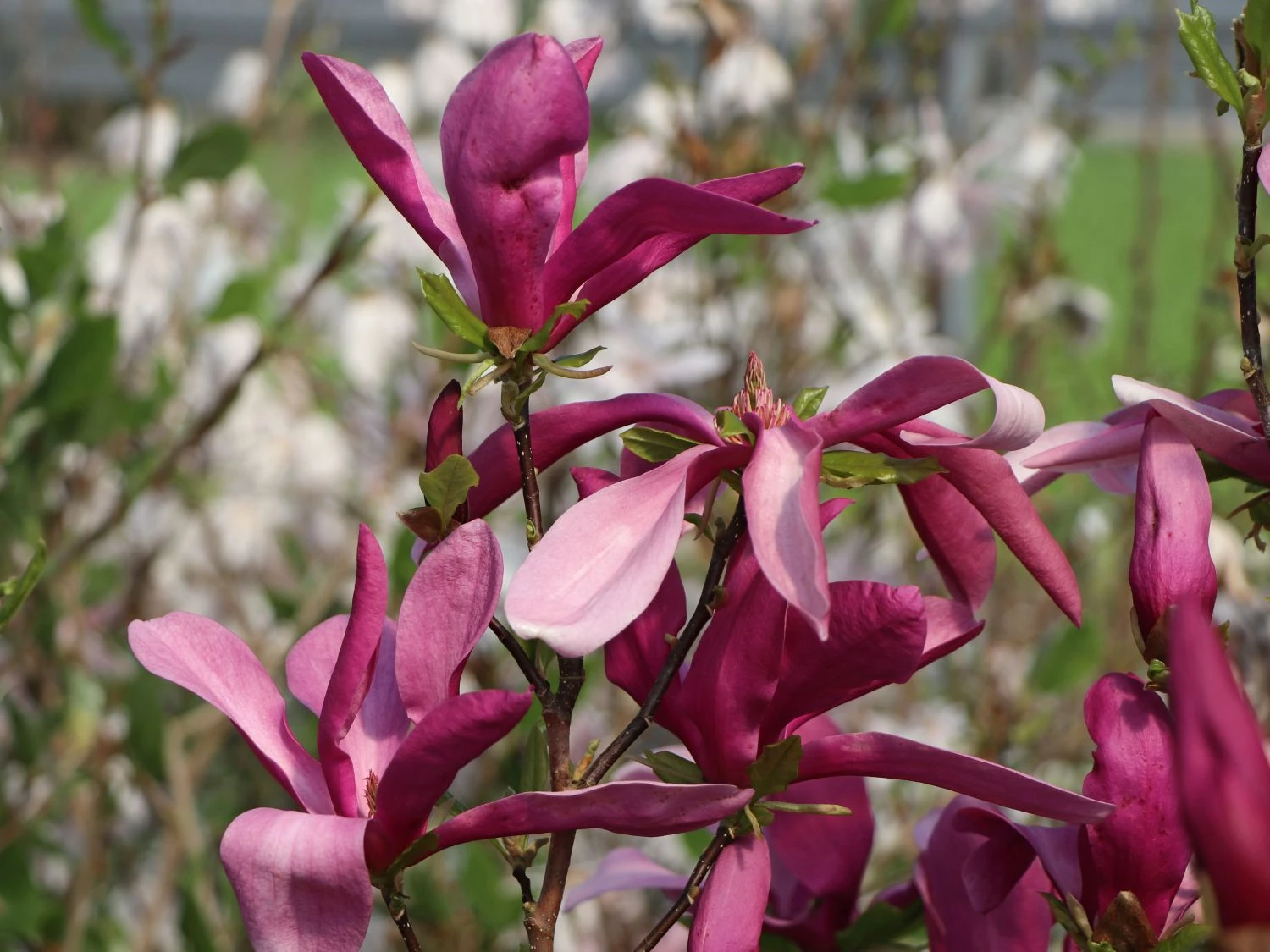 Magnolia 'Susan'
