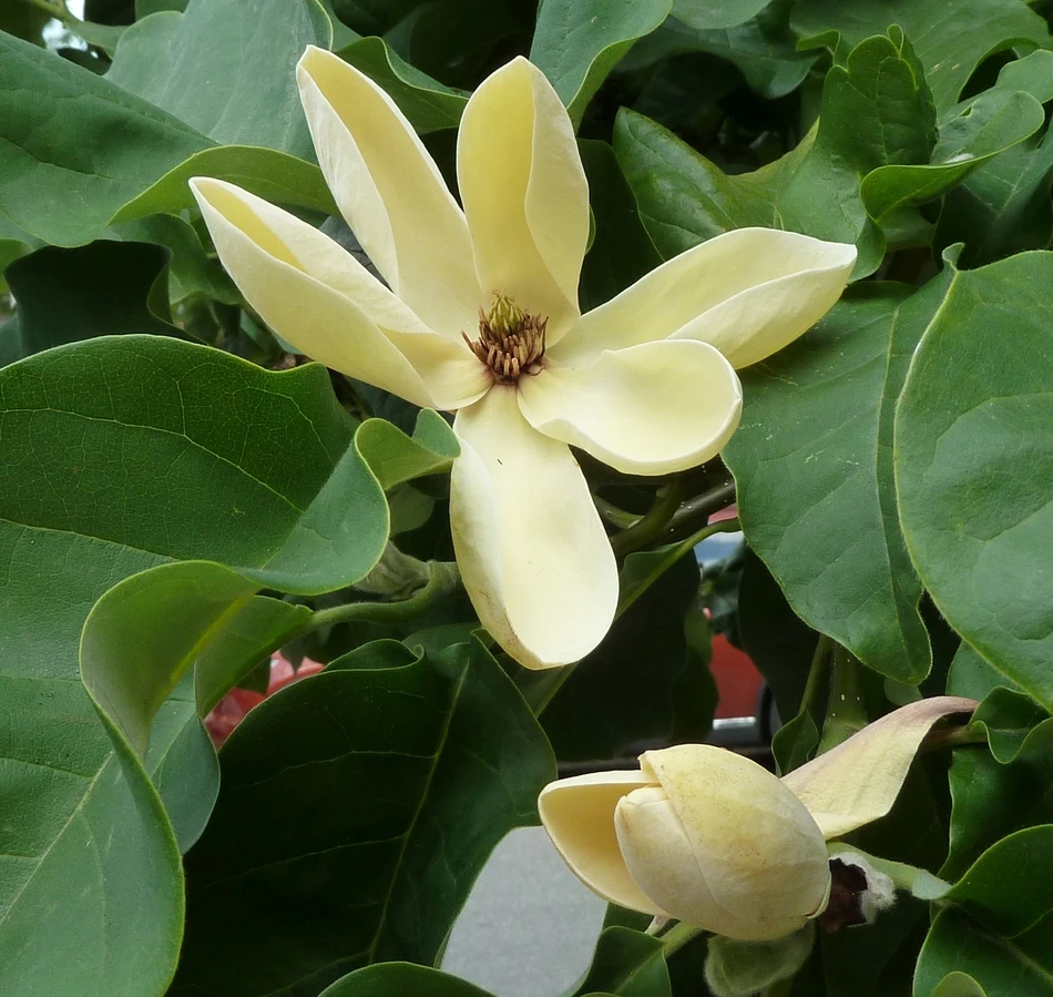 Magnolia 'Yellow Bird'