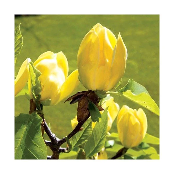 Magnolia 'Yellow Bird'