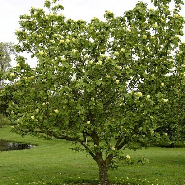 Magnolia 'Yellow Bird'