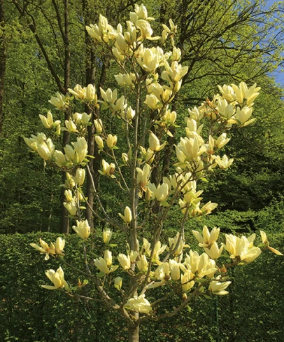Magnolia 'Yellow Bird'