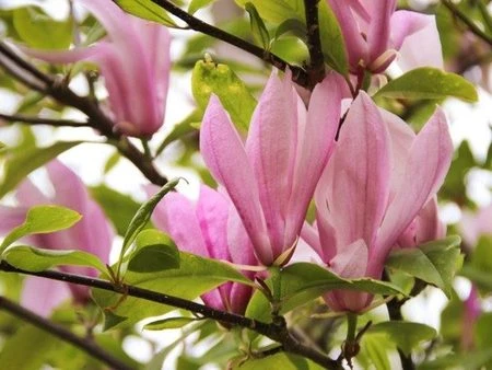 Magnolia liliiflora 'Betty' (Magnolia 'Betty')