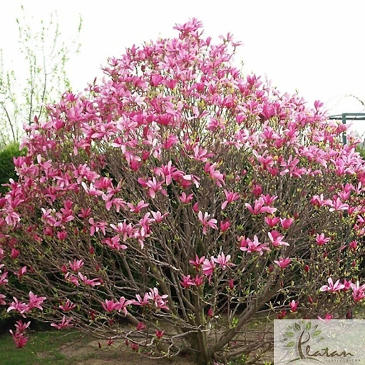 Magnolia liliiflora 'Betty' (Magnolia 'Betty')