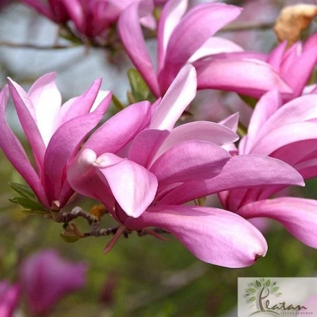 Magnolia liliiflora 'Betty' (Magnolia 'Betty')