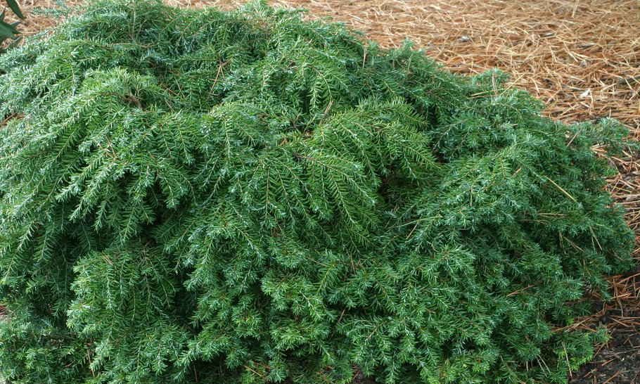 Tsuga canadensis 'Jeddeloh' ( Choina kanadyjska 'Jeddeloh')