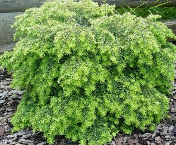 Tsuga canadensis 'Jeddeloh' ( Choina kanadyjska 'Jeddeloh')