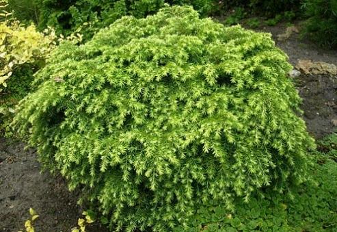 Tsuga canadensis 'Jeddeloh' ( Choina kanadyjska 'Jeddeloh')