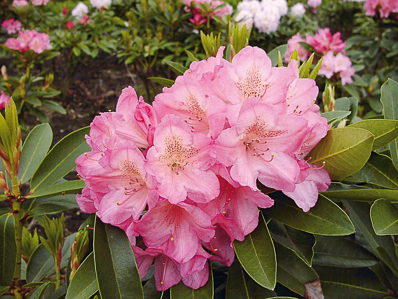 Rhododendron hybide 'Diana' (Różanecznik hydrida 'Diana')