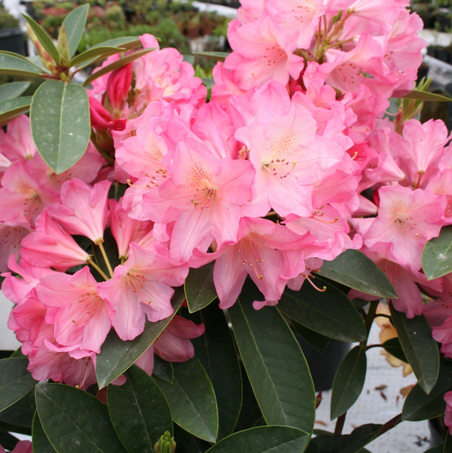Rhododendron hybide 'Diana' (Różanecznik hydrida 'Diana')