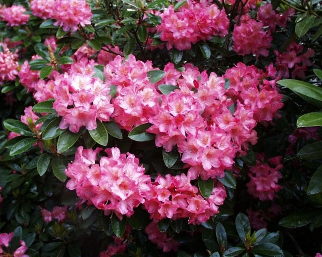 Rhododendron hybide 'Diana' (Różanecznik hydrida 'Diana')