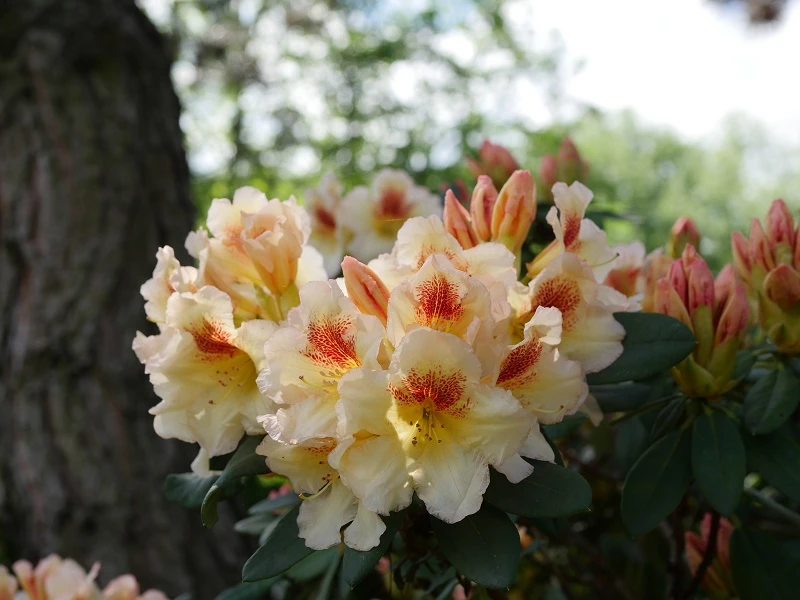 Rhododendron hybide 'Marylou' (Różanecznik hydrida 'Marylou')