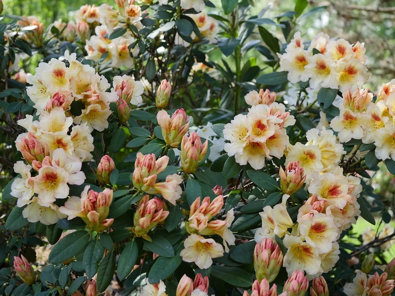 Rhododendron hybide 'Marylou' (Różanecznik hydrida 'Marylou')