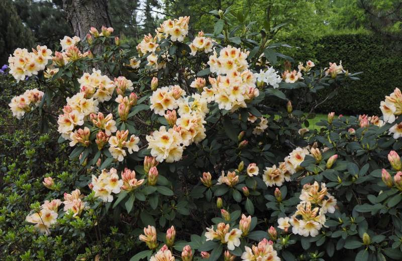 Rhododendron hybide 'Marylou' (Różanecznik hydrida 'Marylou')