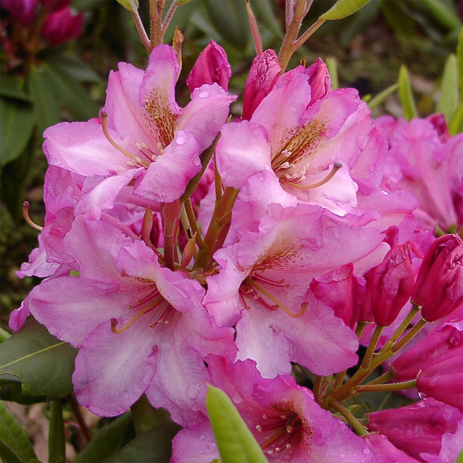 Rhododendron hybide 'Duke of York' (Różanecznik hydrida 'Duke of York')