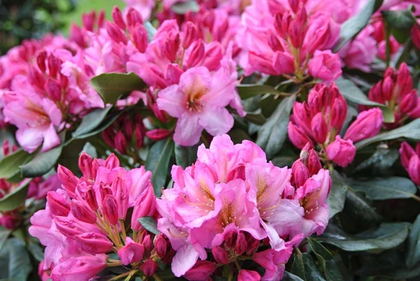 Rhododendron hybide 'Duke of York' (Różanecznik hydrida 'Duke of York')