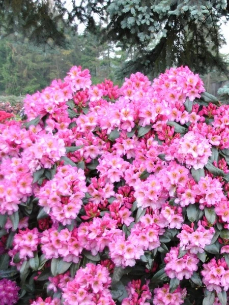 Rhododendron hybide 'Duke of York' (Różanecznik hydrida 'Duke of York')
