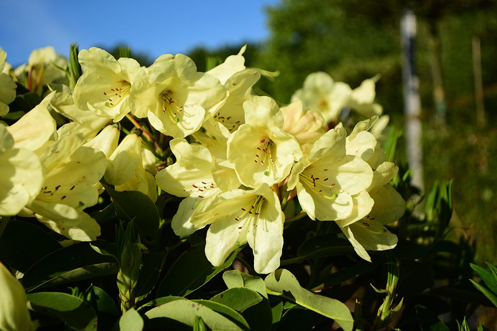 Rhododendron hybide 'Stadt Westerstede' (Różanecznik hydrida 'Stadt Westerstede')
