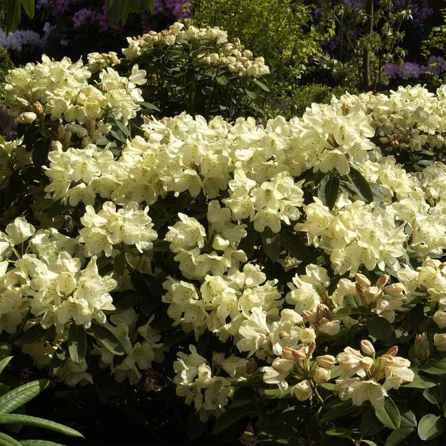 Rhododendron hybide 'Stadt Westerstede' (Różanecznik hydrida 'Stadt Westerstede')