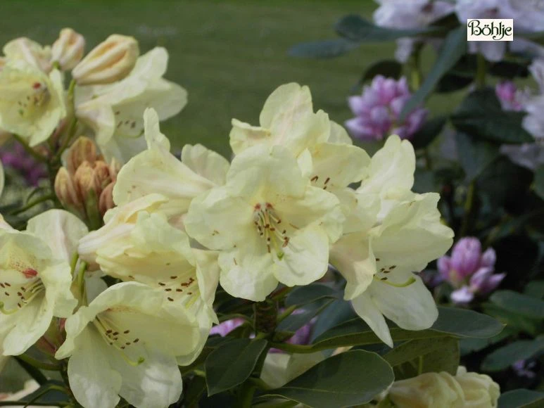 Rhododendron hybide 'Stadt Westerstede' (Różanecznik hydrida 'Stadt Westerstede')