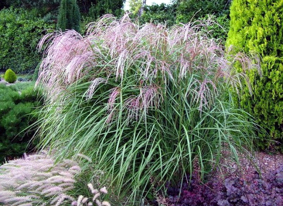 Miscanthus sinensis 'Kleine Fontäne' (Miskant chiński 'Kleine Fontäne')