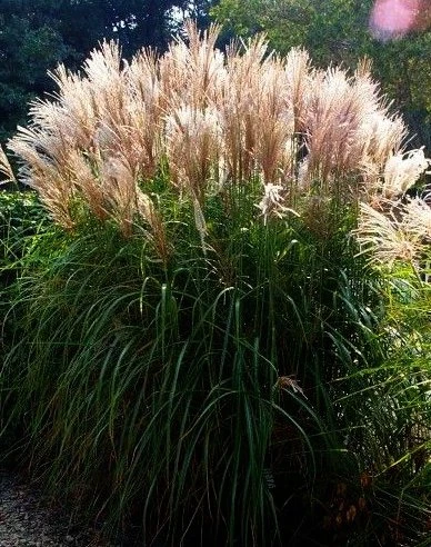 Miscanthus sinensis 'Kleine Fontäne' (Miskant chiński 'Kleine Fontäne')
