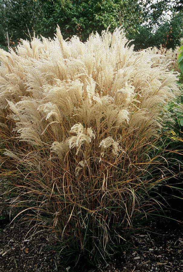 Miscanthus sinensis 'Kleine Fontäne' (Miskant chiński 'Kleine Fontäne')