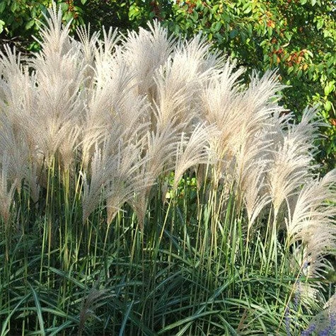 Miscanthus sinensis 'Kleine Fontäne' (Miskant chiński 'Kleine Fontäne')