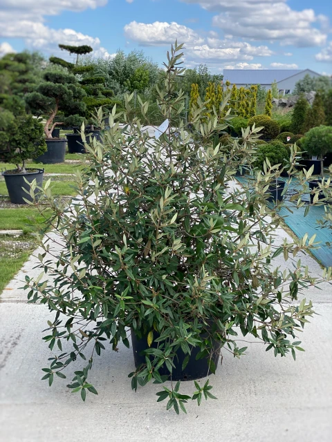 Viburnum 'Pragense' ( Kalina 'Pragense' )