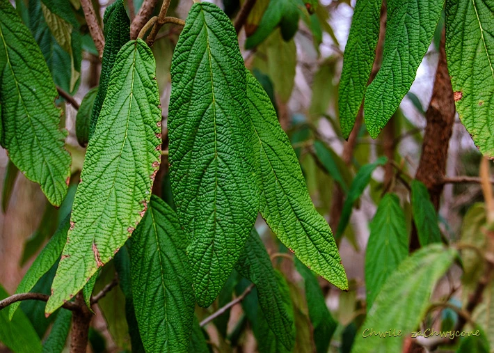 Viburnum 'Pragense' ( Kalina 'Pragense' )