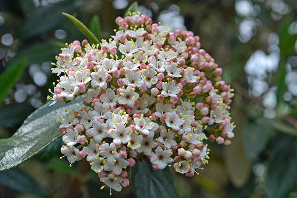 Viburnum 'Pragense' ( Kalina 'Pragense' )