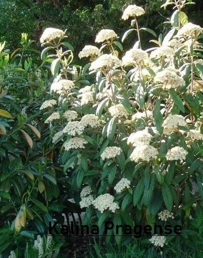 Viburnum 'Pragense' ( Kalina 'Pragense' )