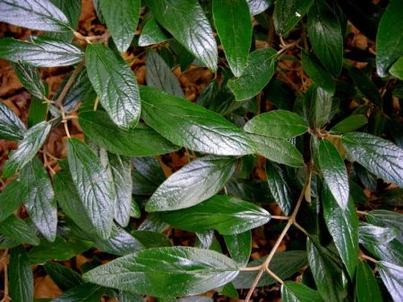 Viburnum 'Pragense' ( Kalina 'Pragense' )