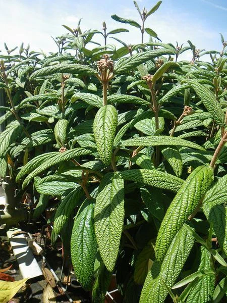 Viburnum 'Pragense' ( Kalina 'Pragense' )