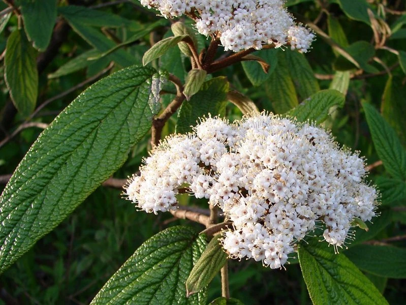 Viburnum 'Pragense' ( Kalina 'Pragense' )