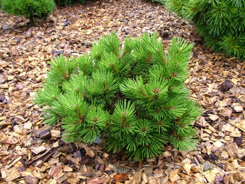 Pinus nigra 'Nana' (Sosna Czarna 'Nana')
