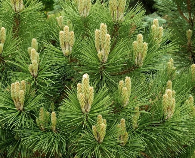 Pinus nigra 'Nana' (Sosna Czarna 'Nana')
