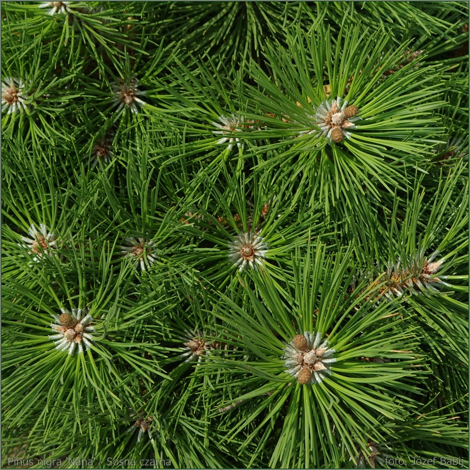 Pinus nigra 'Nana' (Sosna Czarna 'Nana')